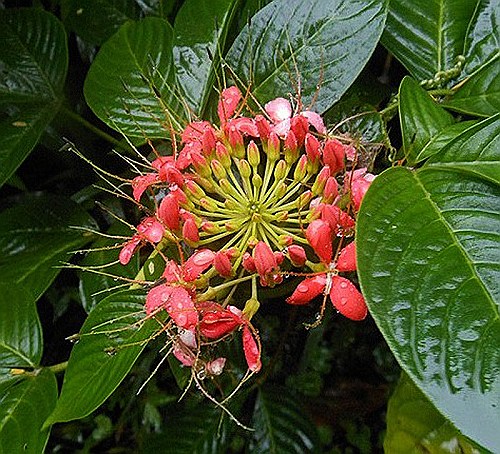 volcano-pink-flower.jpeg.jpg