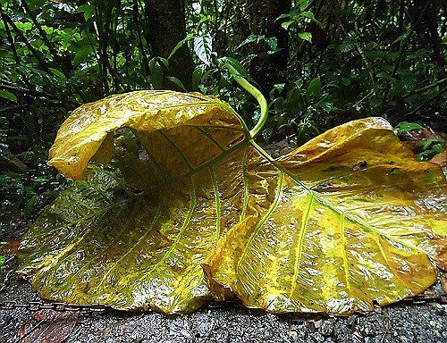 volcano-yellow-leaf.jpeg.jpg