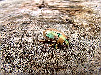 Beetle-Monteverde.jpg